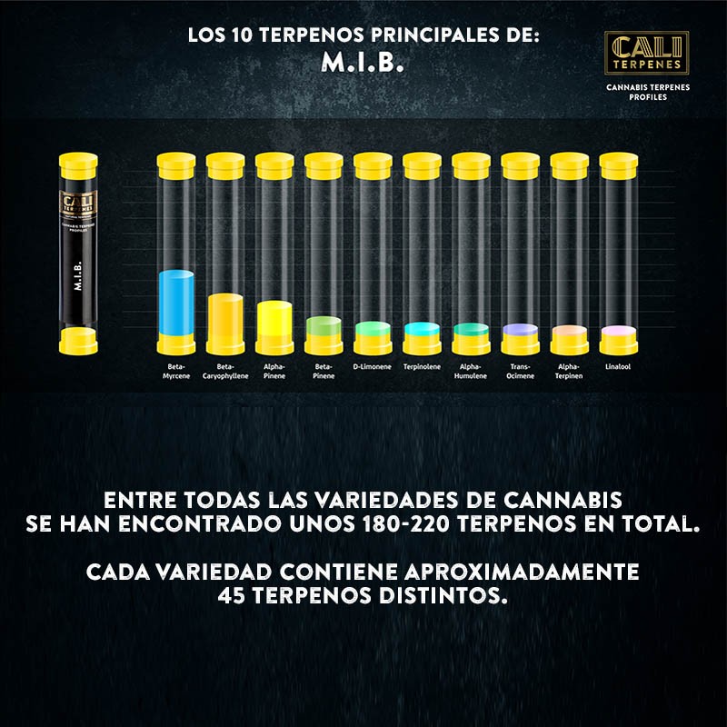 Terpenos Missing in Barcelona