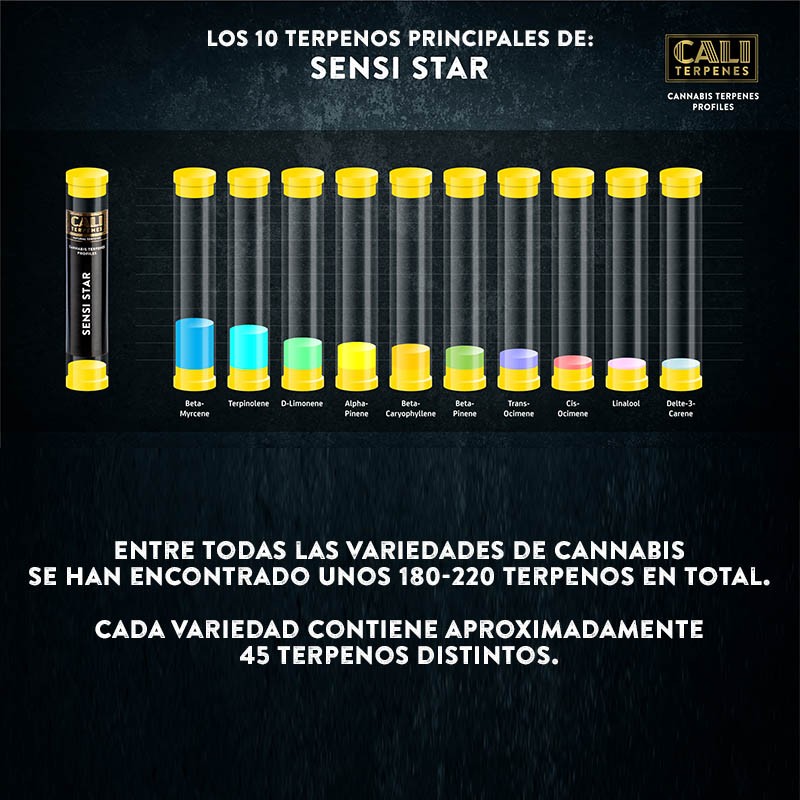 Terpenos Sensi Star