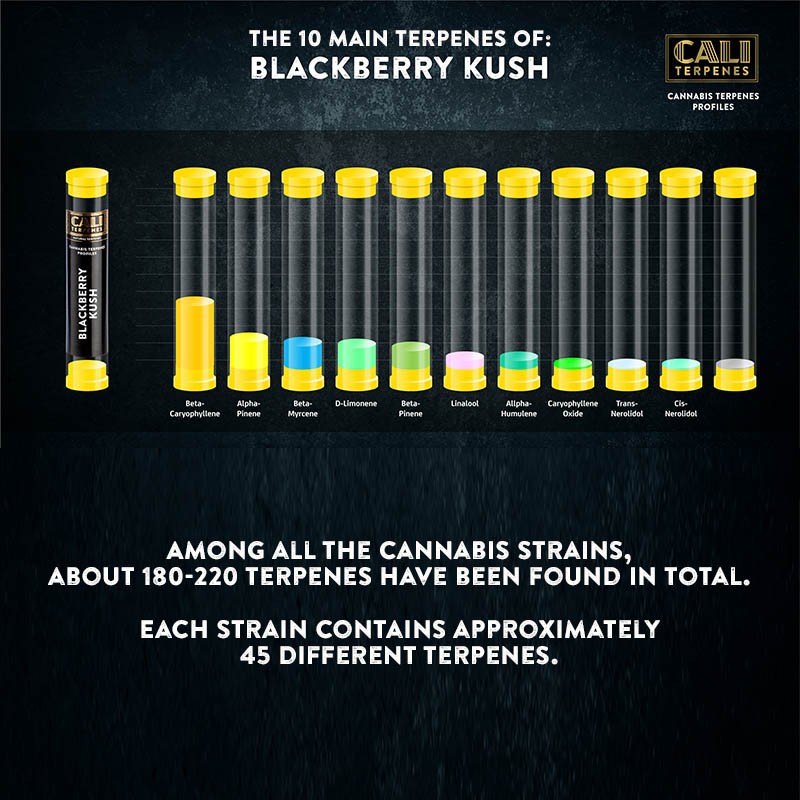 Blackberry Kush Terpenes