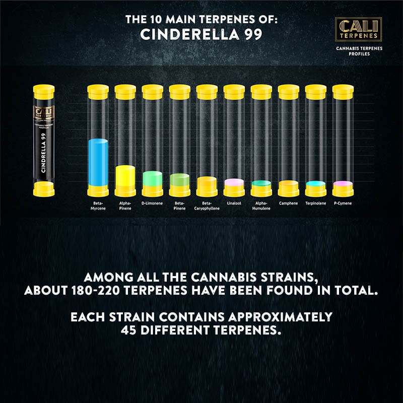 Cinderella 99 Terpenes