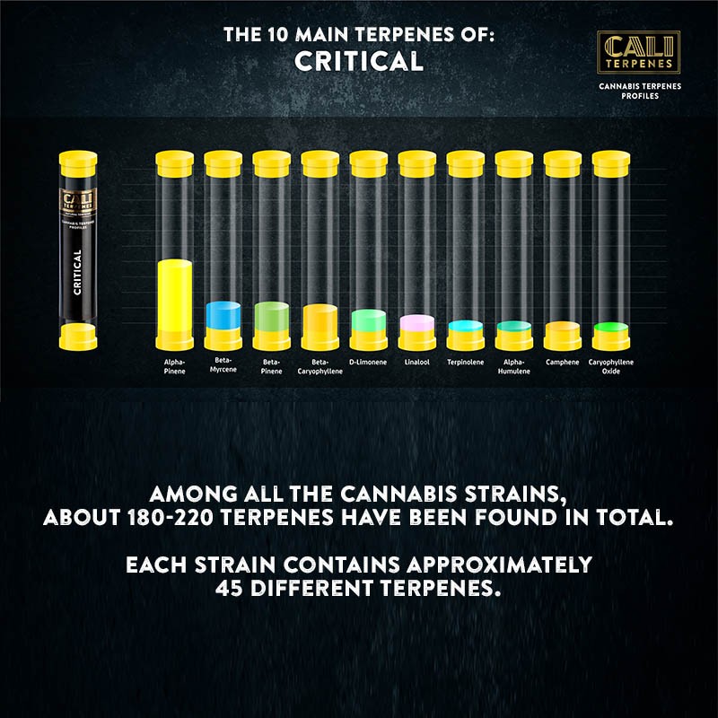 Critical Terpenes