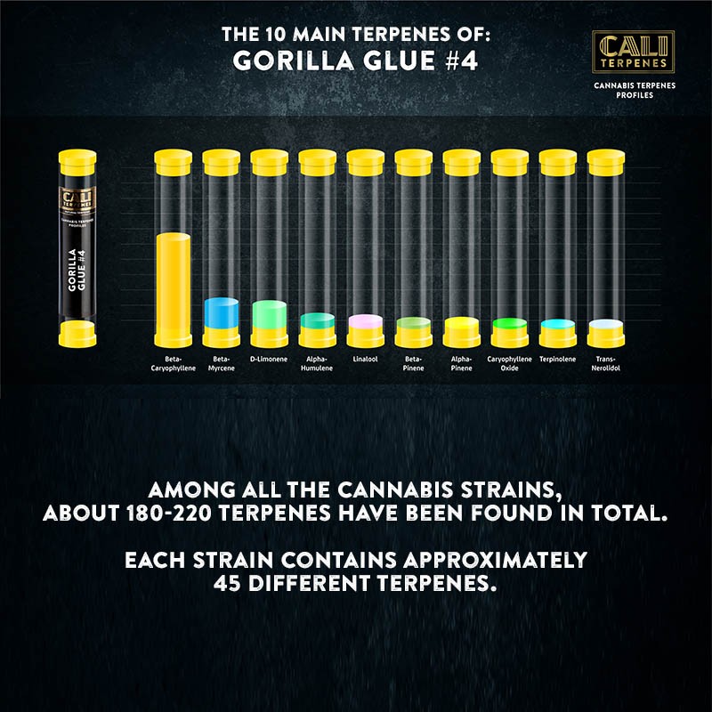 Gorilla Glue Terpenes