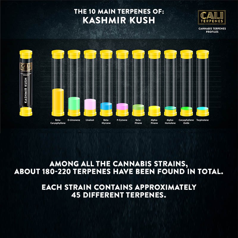 Kashmir Kush Terpenes