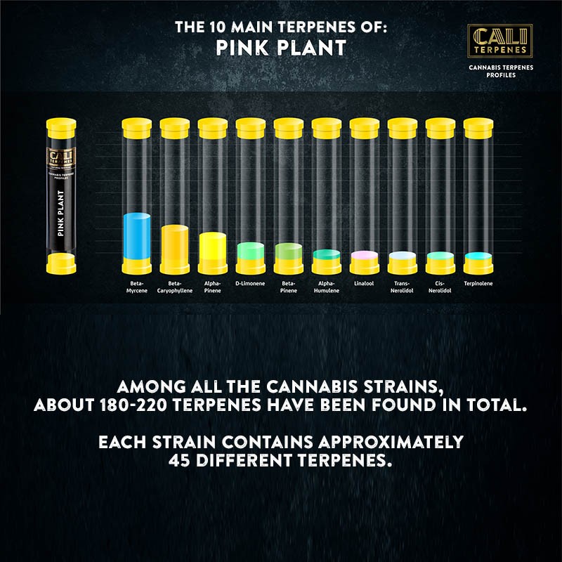 Pink Plant Terpenes