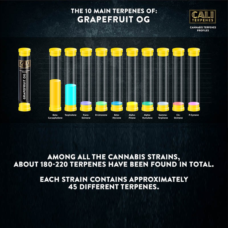 Grapefruit OG Terpenes