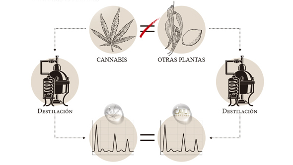 que sont profils terpenes