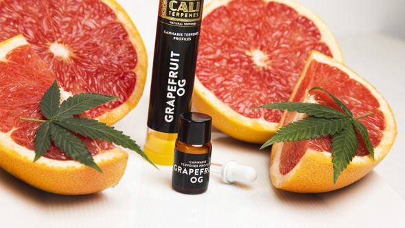 Grapefruit OG terpenes