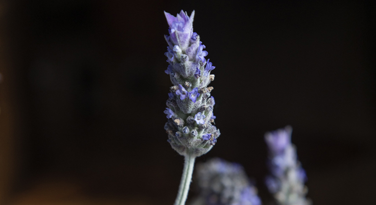 linalool terpeno lavanda