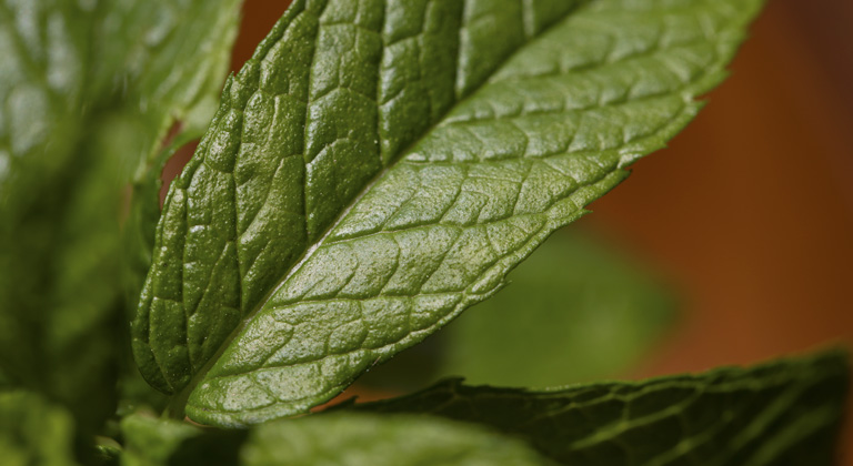 terpenos en menta