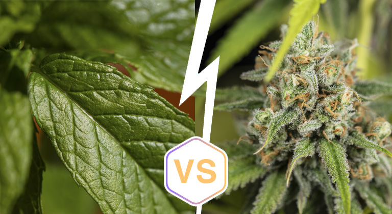 Cannabis derived terpenes vs non cannabis derived terpenes ...