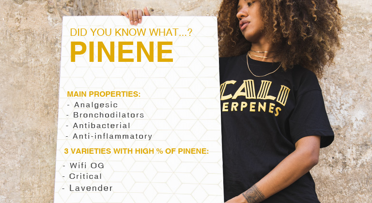 what is pinene terpene