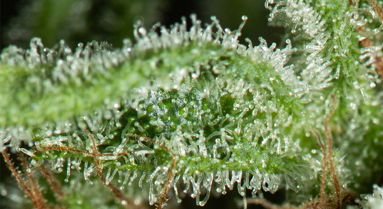 CBG trichomes 