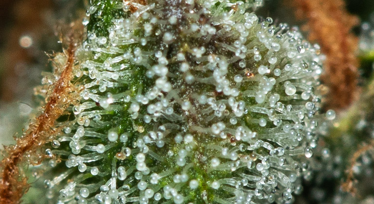 Haze terpenes