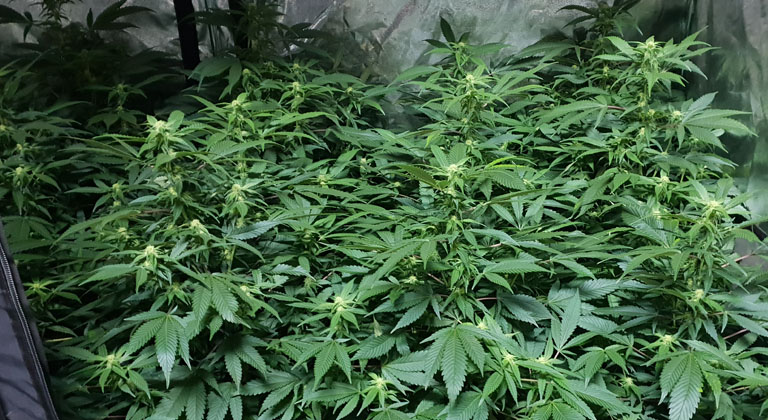 growing cannabis