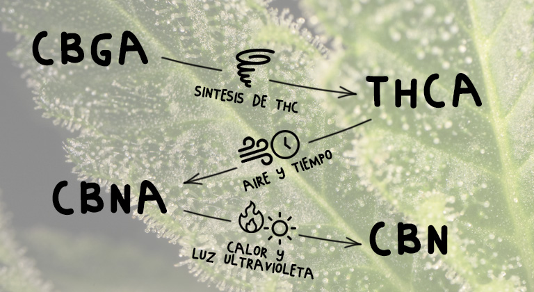 synthèse du CBN