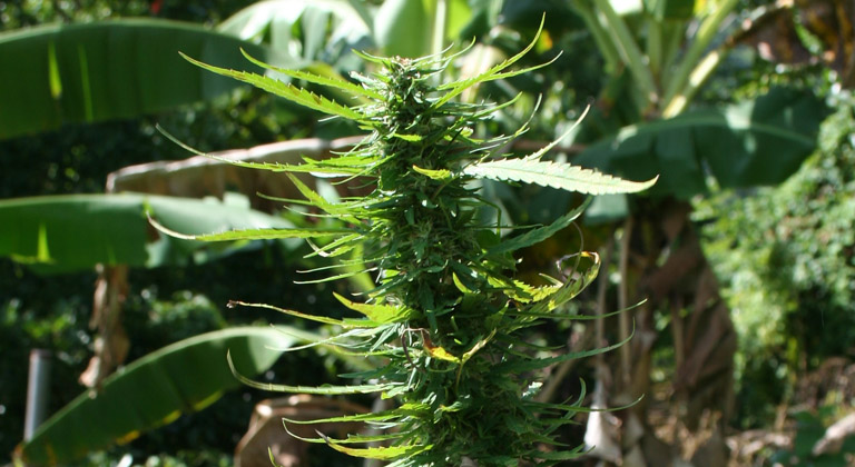 cannabis in jamaica