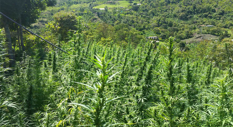 cannabis en colombie