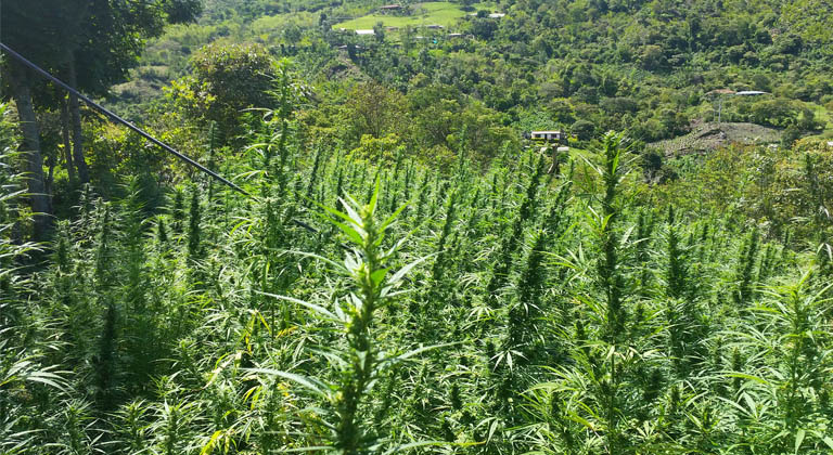 cannabis in colombia