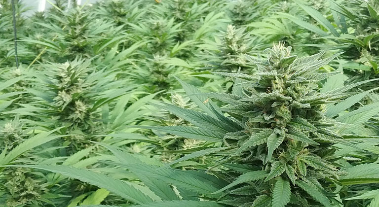 Anbau von Cannabis-Terpenen
