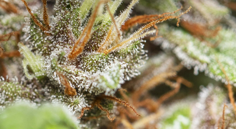 Terpene in Cannabis