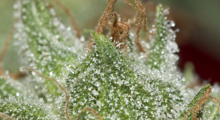 Cannabis Trichome