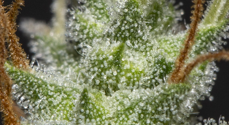 terpenes presents dans le cannabis