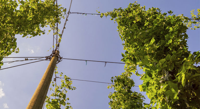 comment est plante houblon