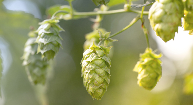 Hopfen in Blüte