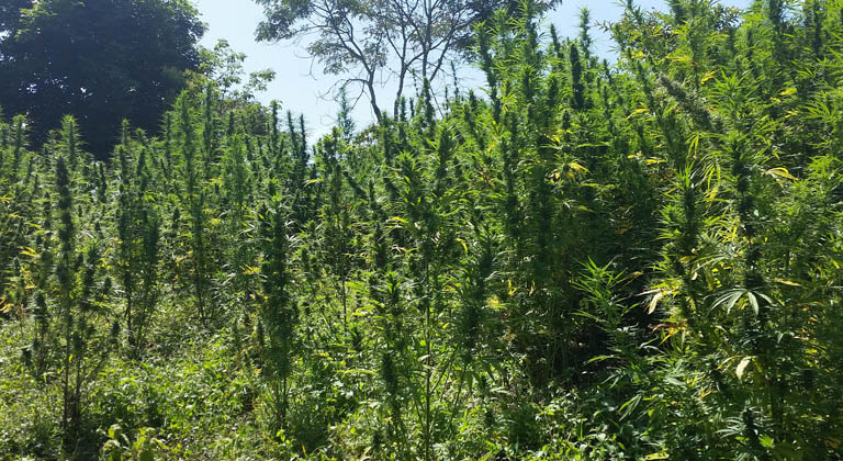 Landrassen-Cannabissorte