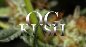 historia de la kush