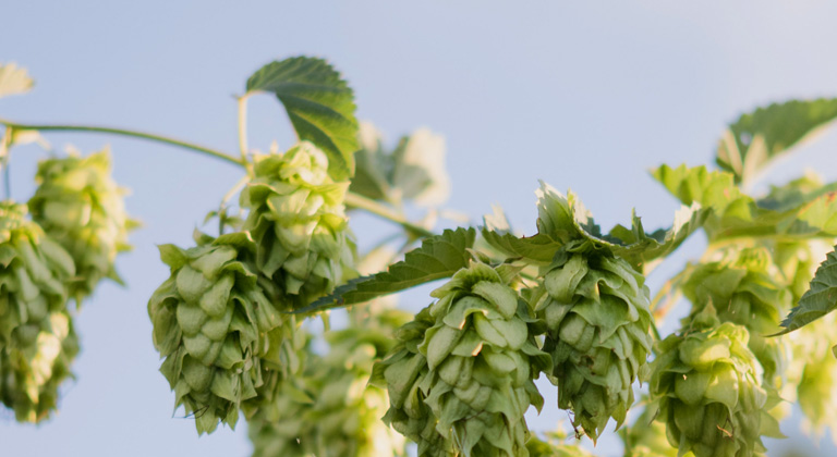 hops terpenes