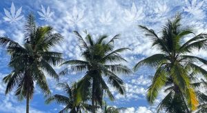 marihuana en tailandia