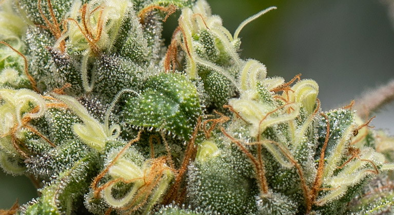 Gelato Cannabis Geschmack