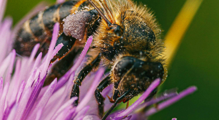 abeja terpenos