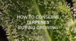 how-to-conserve-terpenes-during-growing