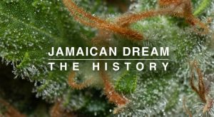 jamaican dream opiniones