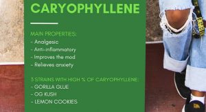 what-is-caryophyllene